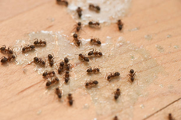 Best Pest Control Near Me  in Sutherland, NE