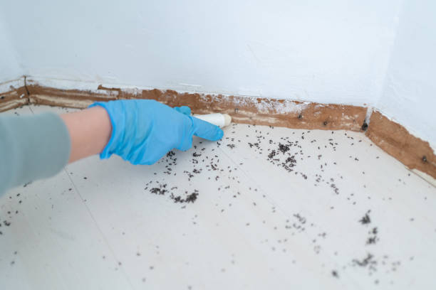 Best Wasp Removal Services  in Sutherland, NE